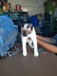 Gato raça Sem raça definida idade 2 a 6 meses nome Resgatados 