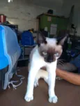 Gato raça Sem raça definida idade 2 a 6 meses nome Resgatados 