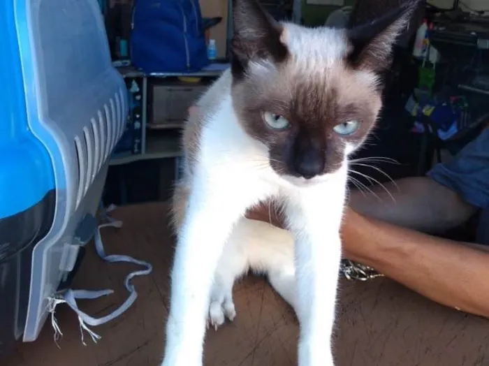 Gato raça Sem raça definida idade 2 a 6 meses nome Resgatados 