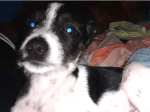 Cachorro raça Não sei  idade Abaixo de 2 meses nome Maicon