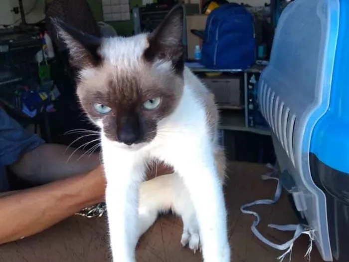 Gato raça Sem raça definida idade 2 a 6 meses nome Resgatados 