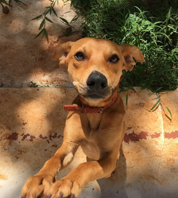 Cachorro ra a Vira lata  idade 1 ano nome Dimi