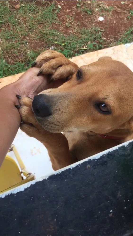 Cachorro ra a Vira lata  idade 1 ano nome Dimi