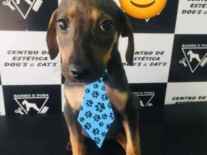 Cachorro ra a Não definida  idade 2 a 6 meses nome Hugo