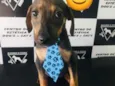 Hugo