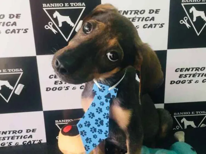 Cachorro ra a Não definida  idade 2 a 6 meses nome Hugo