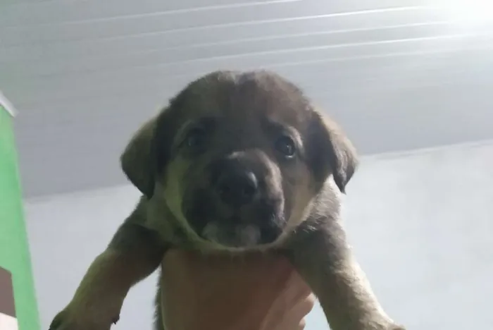 Cachorro ra a Vira lata idade 2 a 6 meses nome Sem nome