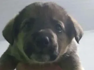 Cachorro raça Vira lata idade 2 a 6 meses nome Sem nome