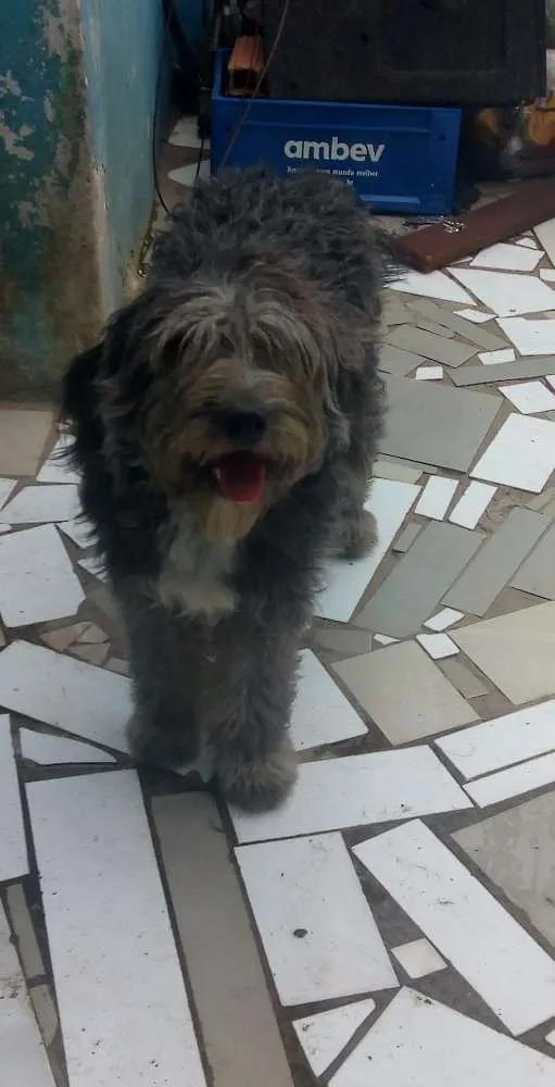 Cachorro ra a Podle idade 7 a 11 meses nome Lili