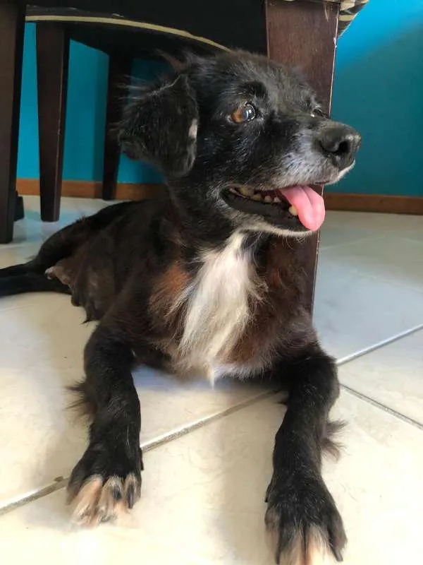 Cachorro ra a  idade 6 ou mais anos nome Cocó 