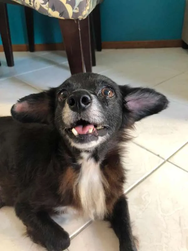Cachorro ra a  idade 6 ou mais anos nome Cocó 