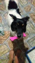 Cora