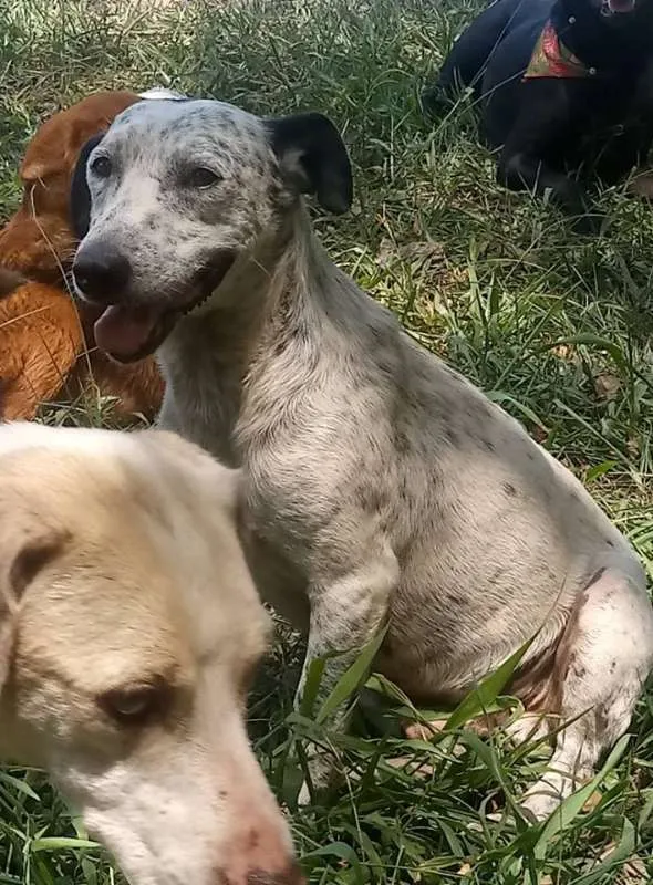 Cachorro ra a SRD idade 2 anos nome Oreo