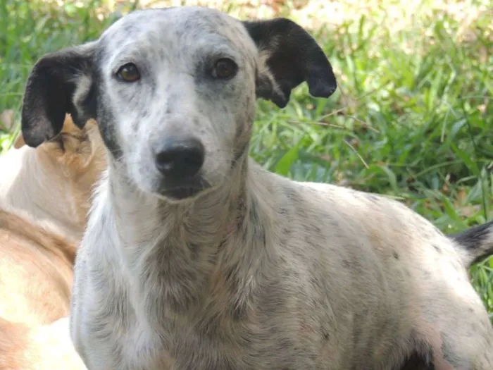 Cachorro ra a SRD idade 2 anos nome Oreo