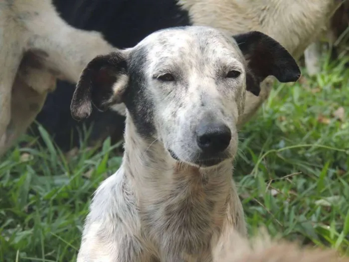 Cachorro ra a SRD idade 2 anos nome Oreo