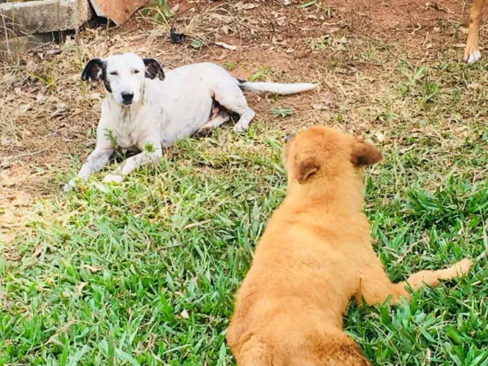 Cachorro ra a SRD idade 2 anos nome Oreo