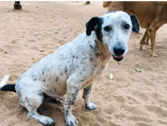 Cachorro ra a SRD idade 2 anos nome Oreo