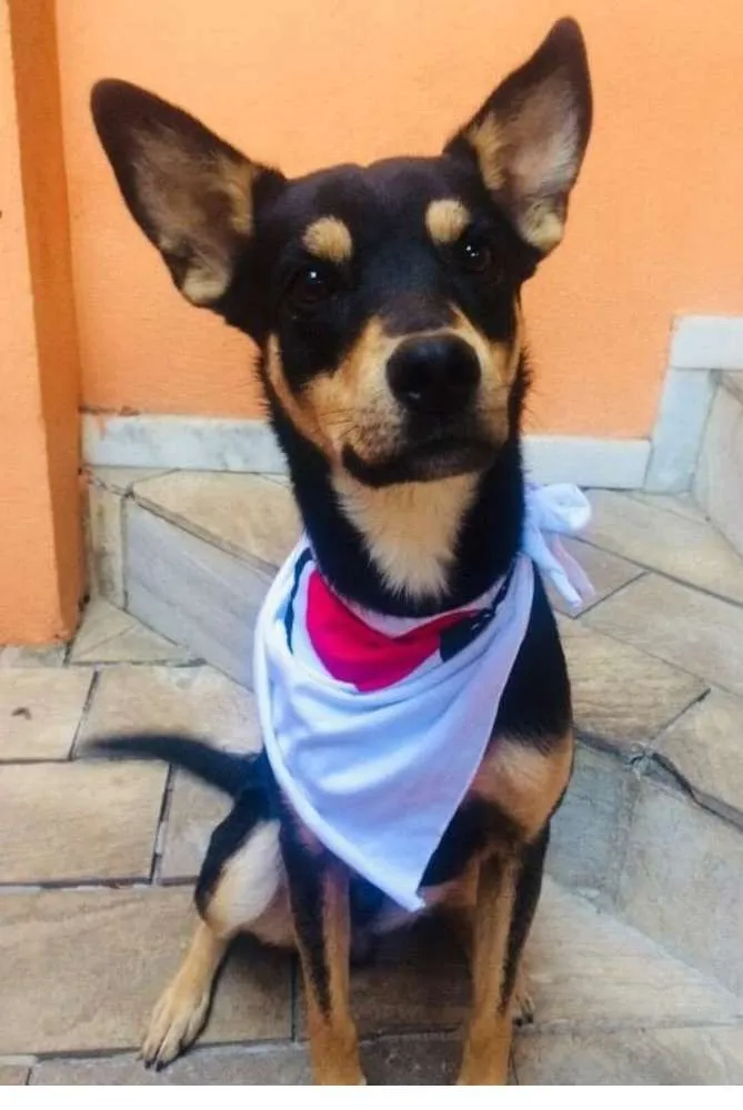 Cachorro raça SR idade 1 ano nome Costela