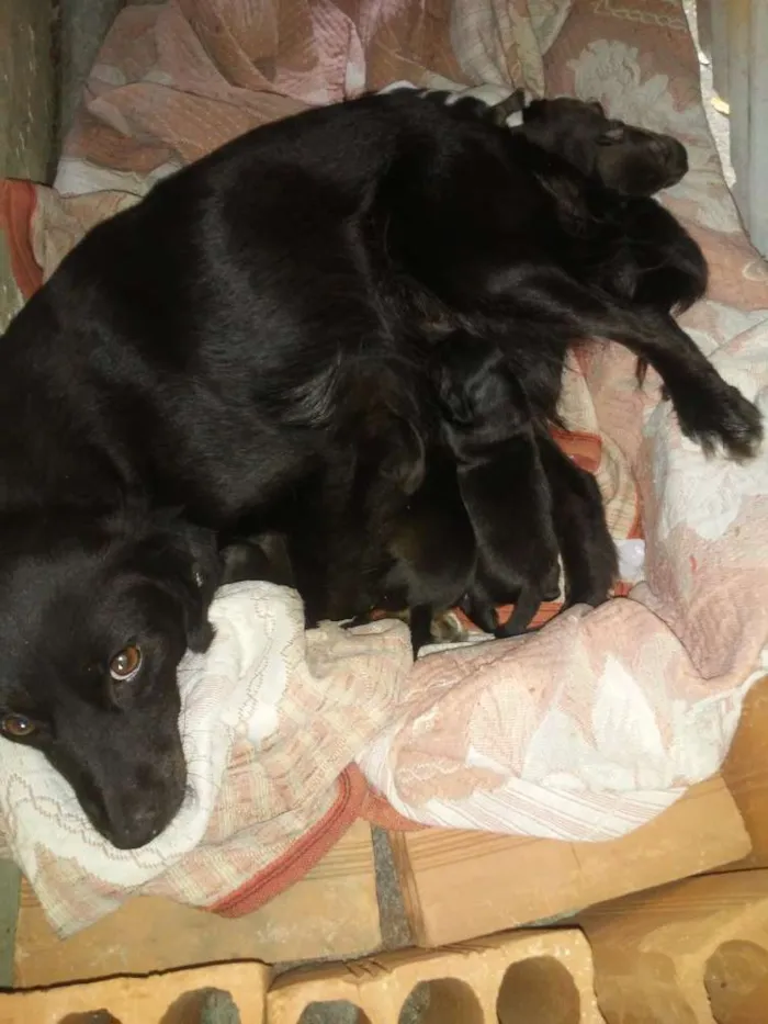 Cachorro ra a  idade  nome Neguinha