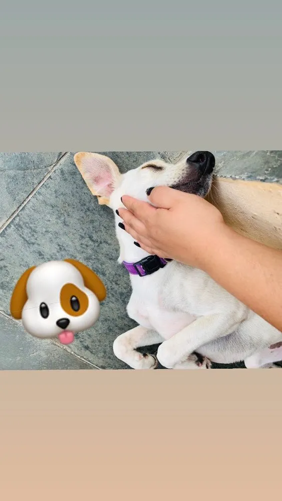 Cachorro ra a Viralata idade 2 a 6 meses nome Amora