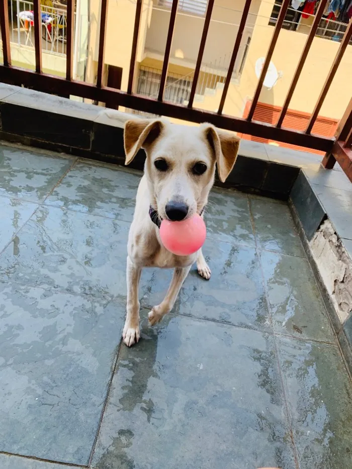 Cachorro ra a Viralata idade 2 a 6 meses nome Amora