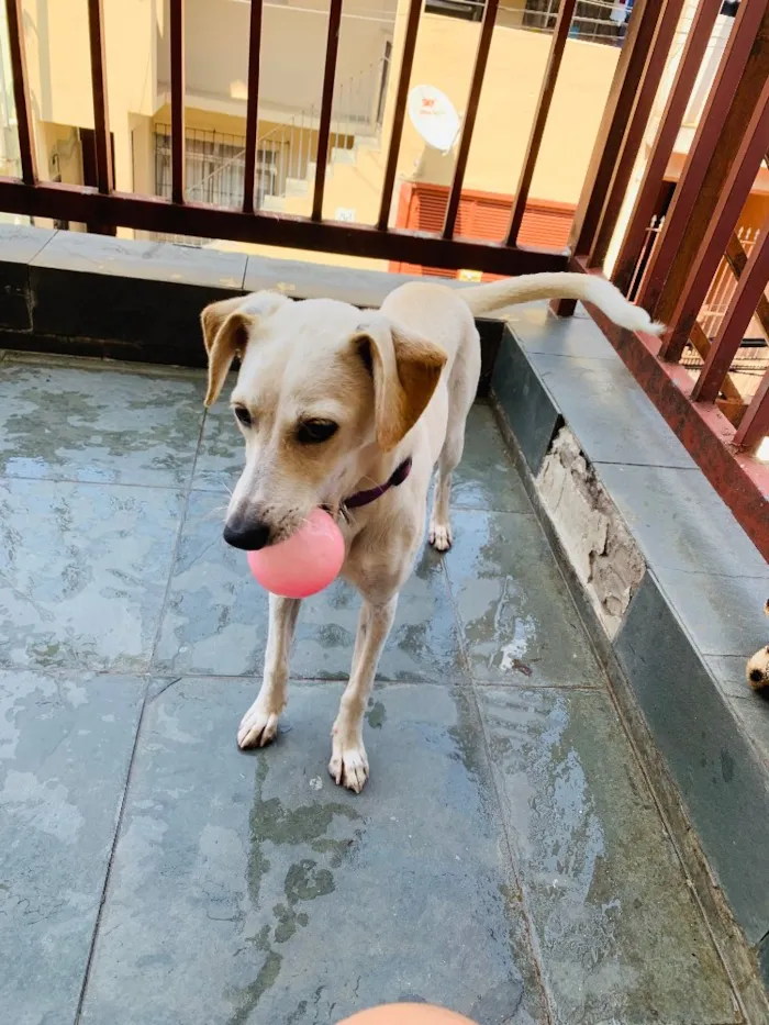 Cachorro ra a Viralata idade 2 a 6 meses nome Amora