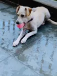 Amora
