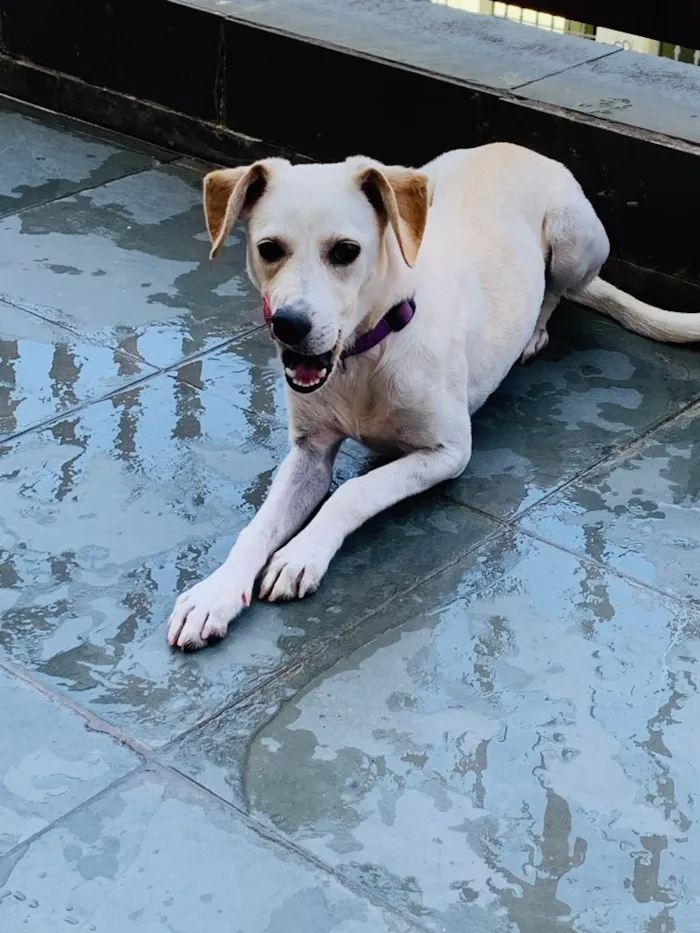 Cachorro ra a Viralata idade 2 a 6 meses nome Amora