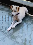 Amora