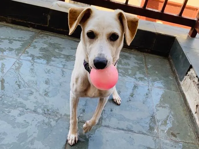 Cachorro ra a Viralata idade 2 a 6 meses nome Amora