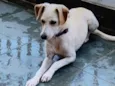 Amora