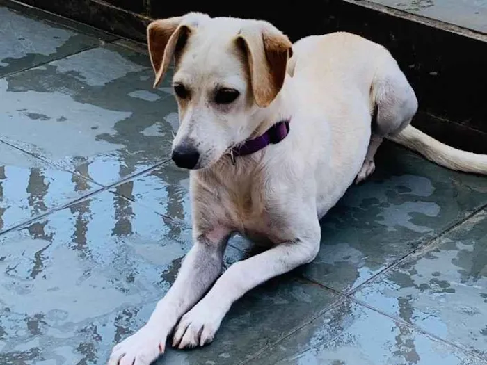 Cachorro ra a Viralata idade 2 a 6 meses nome Amora