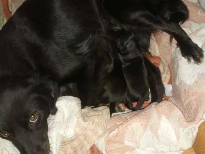 Cachorro ra a  idade  nome Neguinha