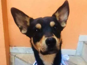 Cachorro raça SR idade 1 ano nome Costela