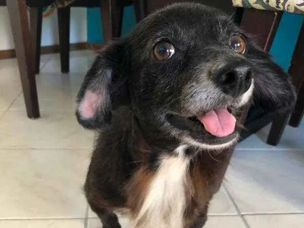 Cachorro ra a  idade 6 ou mais anos nome Cocó 