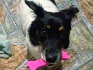 Cachorro raça Border Colie com vira lata idade 1 ano nome Cora