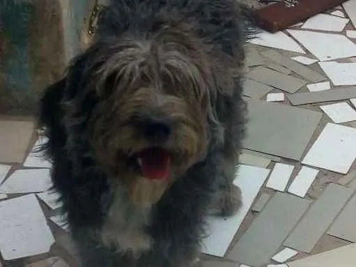 Cachorro ra a Podle idade 7 a 11 meses nome Lili