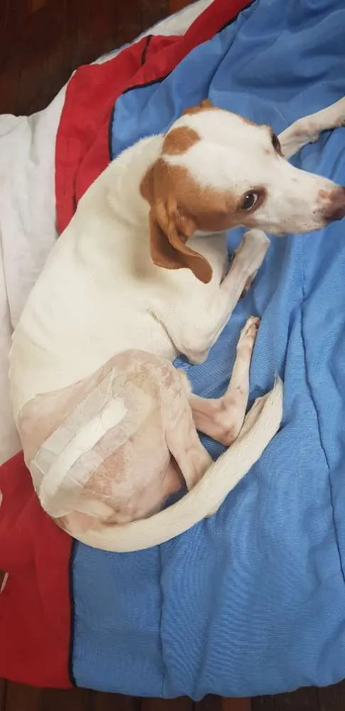 Cachorro ra a Sem raça definida  idade 5 anos nome Zeus