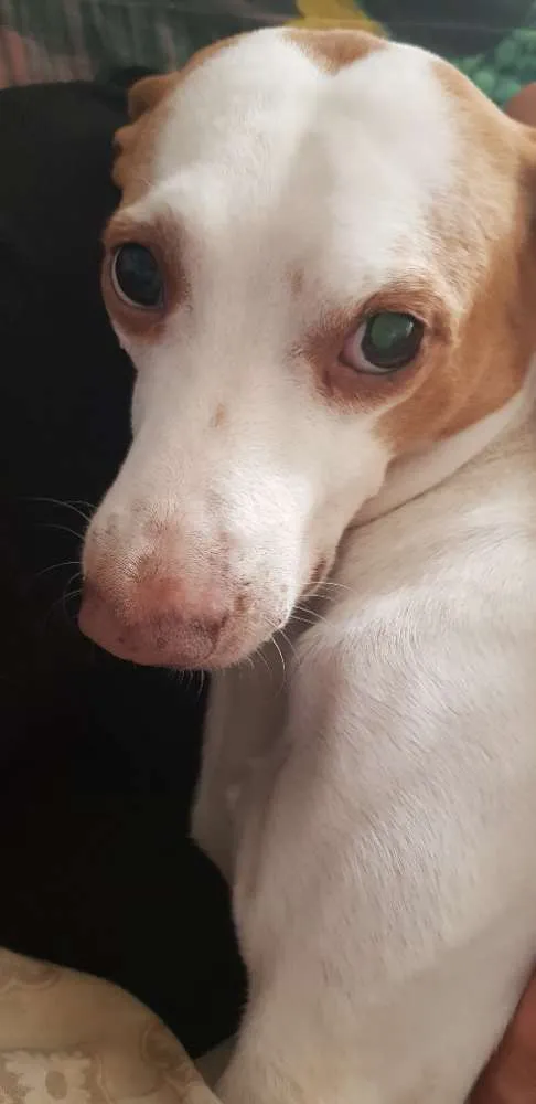 Cachorro ra a Sem raça definida  idade 5 anos nome Zeus