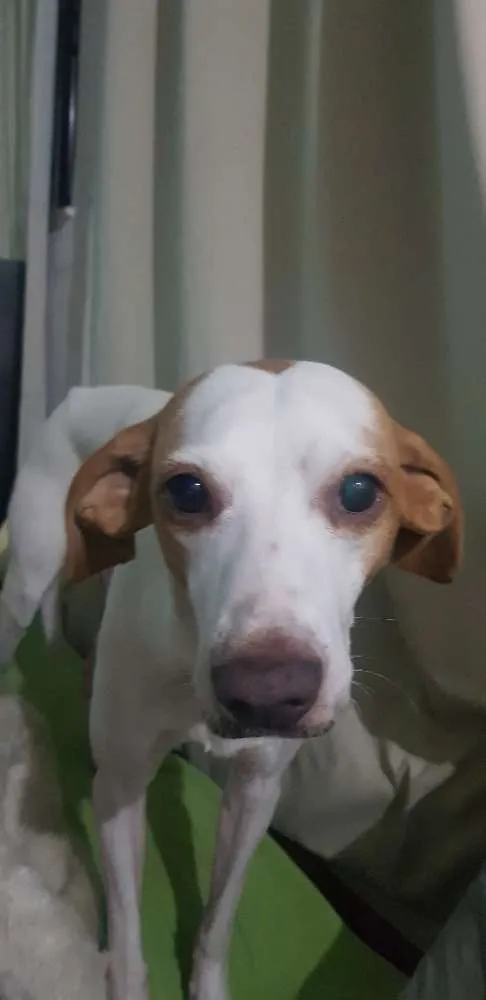 Cachorro ra a Sem raça definida  idade 5 anos nome Zeus