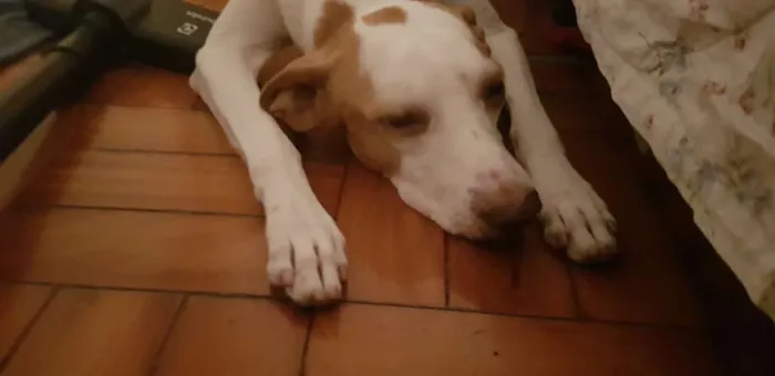 Cachorro ra a Sem raça definida  idade 5 anos nome Zeus