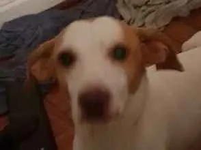 Cachorro ra a Sem raça definida  idade 5 anos nome Zeus