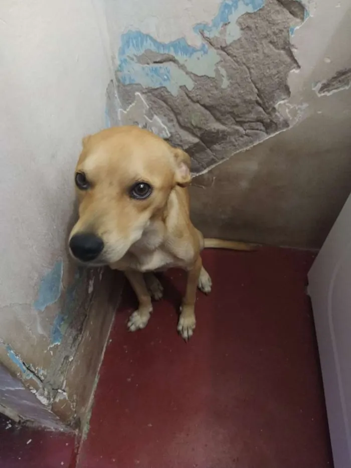 Cachorro raça Vira lata idade 1 ano nome Ted