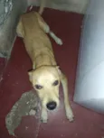 Ted