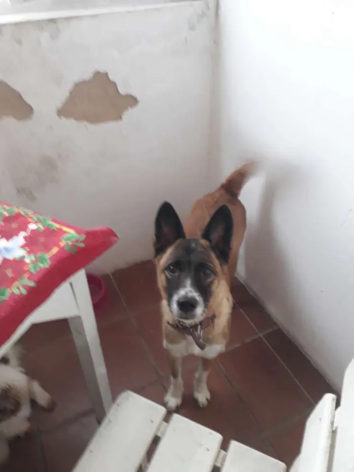 Cachorro raça SRD idade 1 ano nome Nina