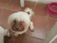 Bolinha