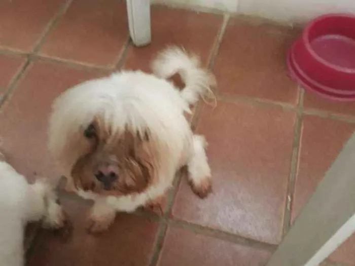 Cachorro raça Maltês  idade 6 ou mais anos nome Bolinha