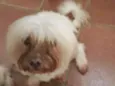 Bolinha