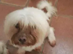 Cachorro raça Maltês  idade 6 ou mais anos nome Bolinha