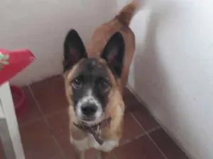 Cachorro raça SRD idade 1 ano nome Nina